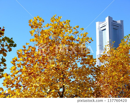 Autumn leaves and the Landmark Tower against a blue sky Autumn leaves and the Landmark Tower against a blue sky 137760420