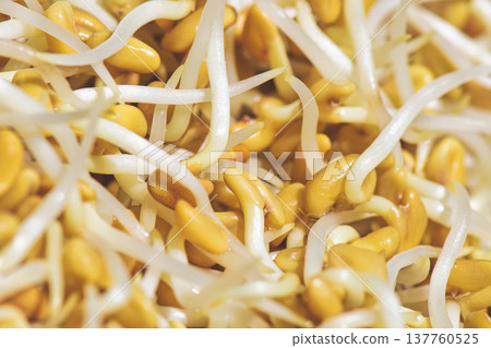 Fresh Fenugreek Sprouts Close-Up Texture 137760525