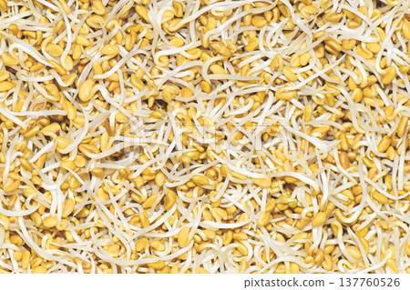 View of Fenugreek Sprouting Seeds and Microgreens 137760526