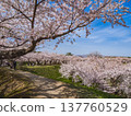春日景色，前景是枝繁葉茂的櫻花，以及沿著堤岸延伸的林蔭大道（北海道函館）。 137760529