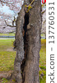 一棵盛開的櫻花樹，樹幹被前一晚小火燒得發黑（北海道函館）。 137760531