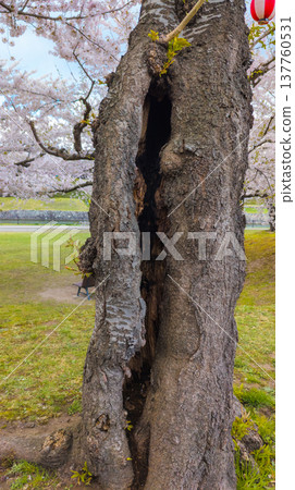 A cherry tree in full bloom, its trunk blackened with soot from a small fire the previous night (Hakodate, Hokkaido). A cherry tree in full bloom, its trunk blackened with soot from a small fire the previous night (Hakodate, Hokkaido). 137760531