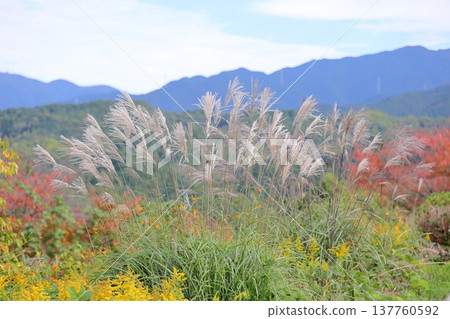 清新的蒲葦花，秋季七花之一。 137760592