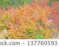 彩色的櫻桃葉 137760593