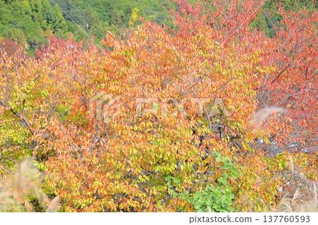 彩色的櫻桃葉 137760593