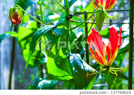Gloriosa in full bloom Gloriosa in full bloom 137760628