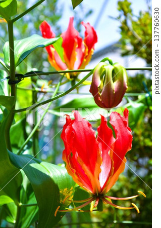 Gloriosa in full bloom 137760630