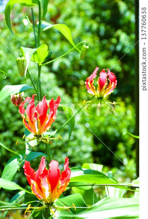 Gloriosa in full bloom Gloriosa in full bloom 137760638