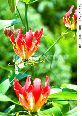 Gloriosa in full bloom Gloriosa in full bloom 137760639