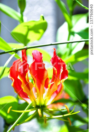 Gloriosa in full bloom Gloriosa in full bloom 137760640