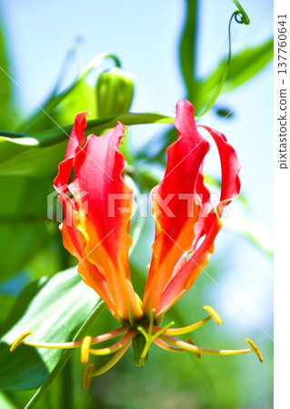 Gloriosa in full bloom Gloriosa in full bloom 137760641