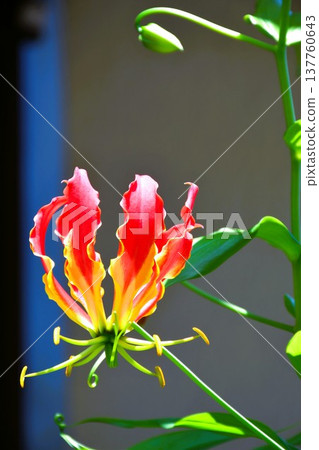 Gloriosa in full bloom Gloriosa in full bloom 137760643