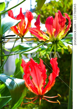 Gloriosa in full bloom Gloriosa in full bloom 137760645