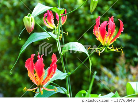 Gloriosa in full bloom Gloriosa in full bloom 137760649