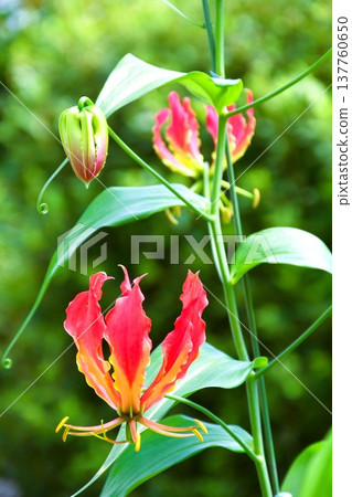 Gloriosa in full bloom Gloriosa in full bloom 137760650