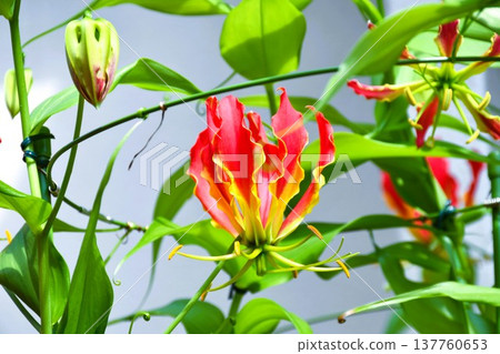 Gloriosa in full bloom Gloriosa in full bloom 137760653