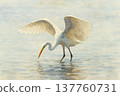 egret hunting 137760731