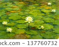 pure white water lily 137760732