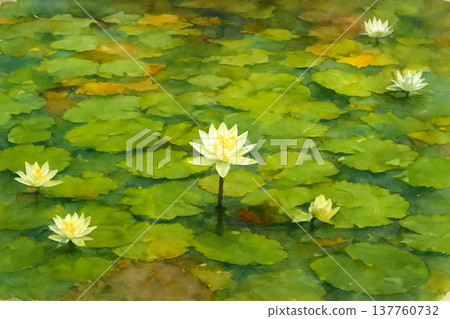 pure white water lily 137760732