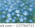 Nemophila 137760733