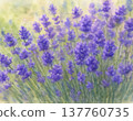 lavender 137760735
