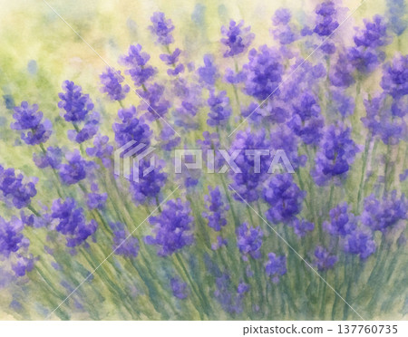 lavender 137760735