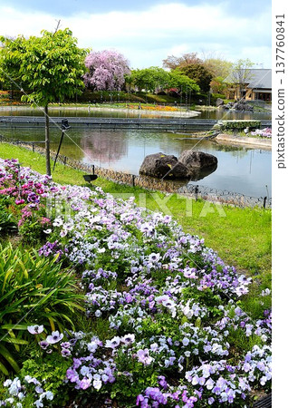 Petunia flower garden Petunia flower garden 137760841