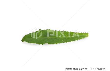 culantro isolated on white background. culantro isolated on white background. 137760948