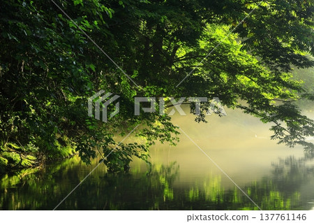 A clear stream flowing through the greenery A clear stream flowing through the greenery 137761146