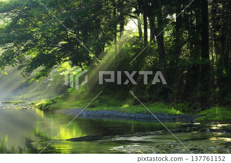 A clear stream flowing through the greenery 137761152