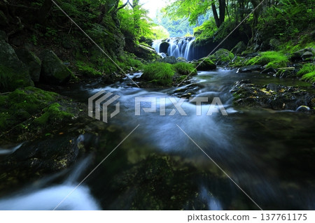 A clear stream flowing through the greenery A clear stream flowing through the greenery 137761175