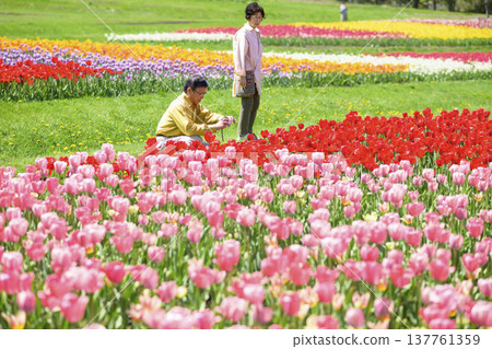一對老年夫婦在盛開的鬱金香花田中觀光（照片經過後期修圖） 137761359