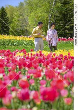 Senior couple sightseeing in a field of tulips in full bloom (enhanced retouching) Senior couple sightseeing in a field of tulips in full bloom (enhanced retouching) 137761363