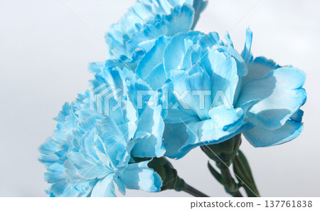 blue carnation on a white background blue carnation on a white background 137761838