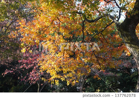 Chinese tallow tree in December - December 2025 137762078