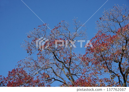 Chinese tallow tree in December - December 2025 137762087