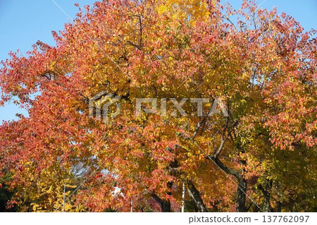 Chinese tallow tree in December - December 2025 137762097