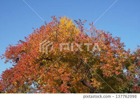 Chinese tallow tree in December - December 2025 Chinese tallow tree in December - December 2025 137762098