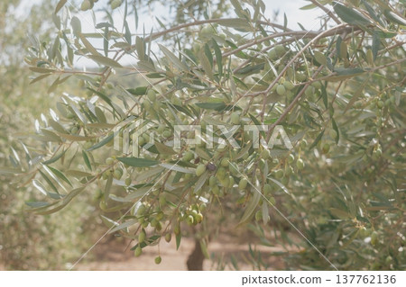 Olives on branch colour change from light green to pink unripe harvest. Olives on branch colour change from light green to pink unripe harvest. 137762136