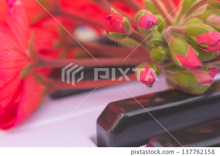 Creative artistic concept of blooming red flowers on piano keyboard, side view with blurred background, musical education and spring inspiration Creative artistic concept of blooming red flowers on piano keyboard, side view with blurred background, musical education and spring inspiration 137762158