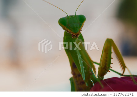 Green European mantis posing and smiling against the background of a red flower Green European mantis posing and smiling against the background of a red flower 137762171