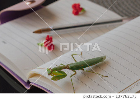 Close-up of a praying mantis near a clean notebook and delicate pink flowers Close-up of a praying mantis near a clean notebook and delicate pink flowers 137762175