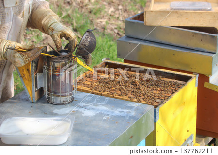 the beekeeper works with bees on honeycomb 137762211