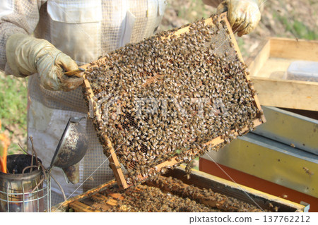 the beekeeper works with bees on honeycomb 137762212