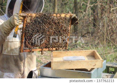the beekeeper works with bees on honeycomb 137762213