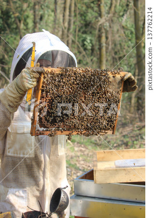 the beekeeper works with bees on honeycomb 137762214