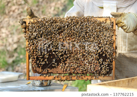 the beekeeper works with bees on honeycomb 137762215