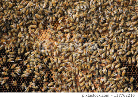 the beekeeper works with bees on honeycomb 137762216