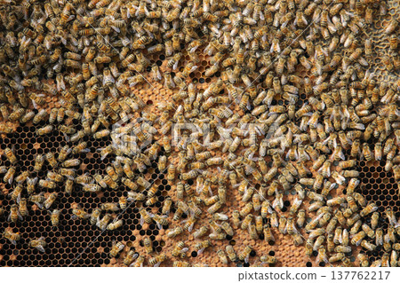 the beekeeper works with bees on honeycomb the beekeeper works with bees on honeycomb 137762217