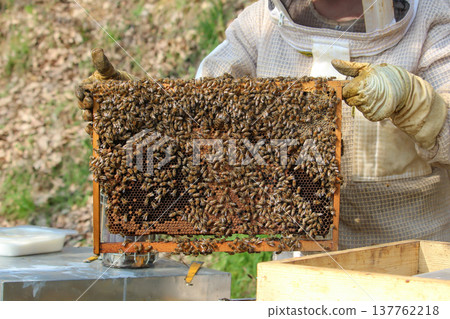 the beekeeper works with bees on honeycomb 137762218